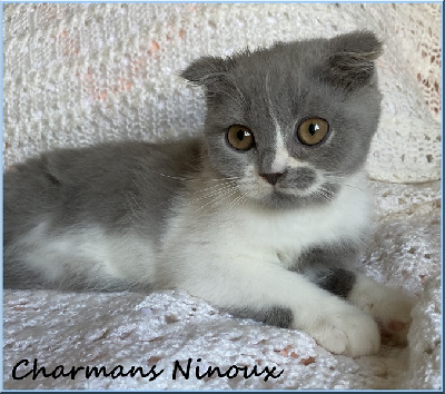 CHATON - Scottish Fold
