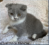 Scottish Fold