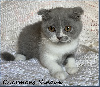 Scottish Fold