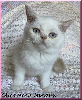 Scottish Fold