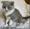 Scottish Fold