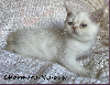 Scottish Fold