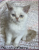 Scottish Fold