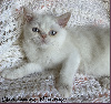 Scottish Fold