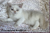 Scottish Fold
