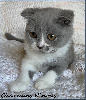 Scottish Fold