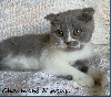 Scottish Fold