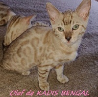 OLAF - Bengal