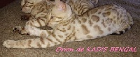 ORION - Bengal