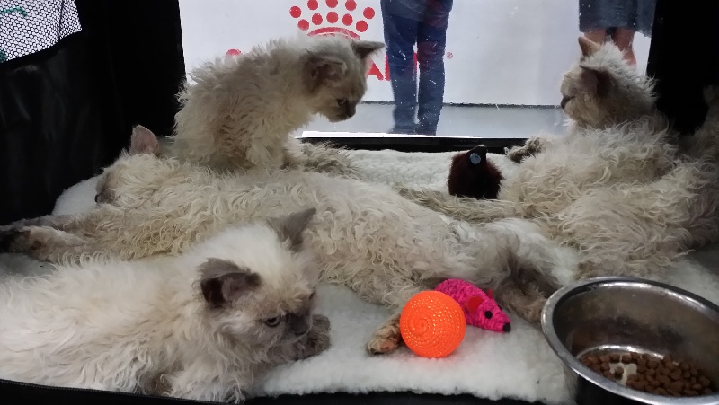 chaton Selkirk Rex poil court et poil long Kallisté