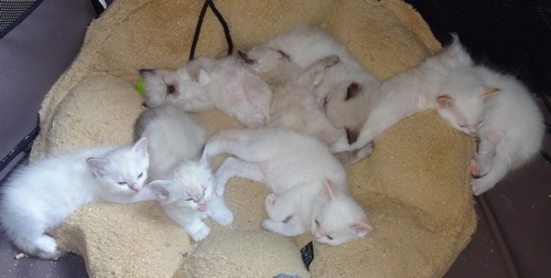 chaton Ragdoll Les Babydoll's De Valaya