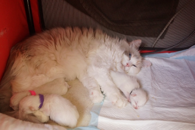 chaton Ragdoll Les Babydoll's De Valaya