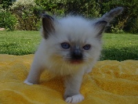 IZZY