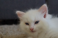 Les Babydoll's De Valaya - Chaton disponible  - Ragdoll