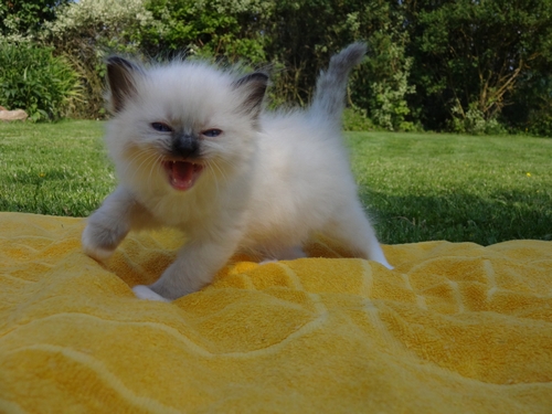 IZZY