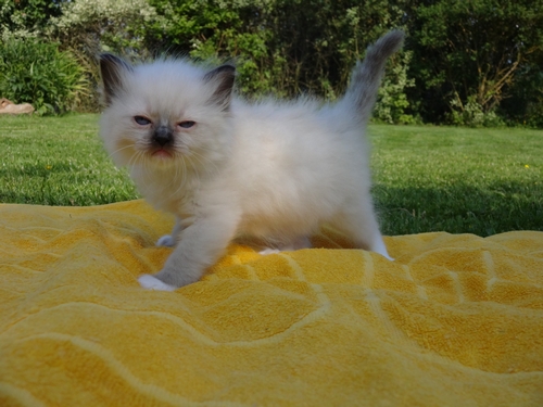IZZY