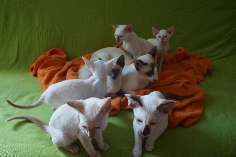 chaton Siamois Des Petits Raleurs