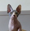 D'Arausiaca - Magnifiques chatons sphynx 