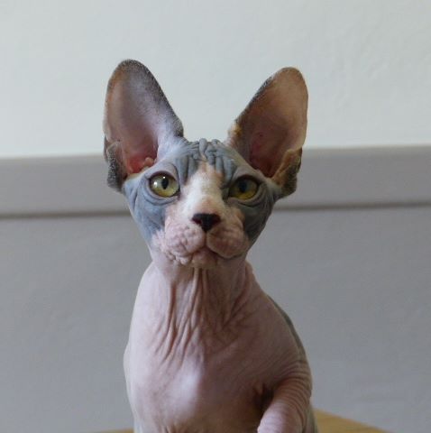 D'Arausiaca - Magnifiques chatons sphynx 