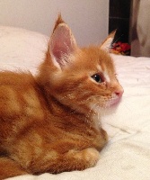 Aquacoon - Chaton disponible  - Maine Coon