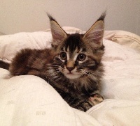 Aquacoon - Chaton disponible  - Maine Coon