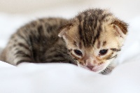 Bengals & Co - Chaton disponible  - Bengal