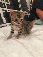 Bengals & Co - Chaton disponible  - Bengal