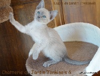 Du Jardin Tonkinois - Chaton disponible  - Tonkinois poil court et poil long