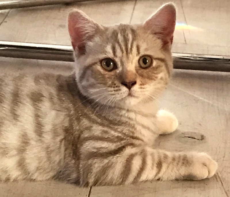 OMEGA Chocolat Silver spotted Tabby