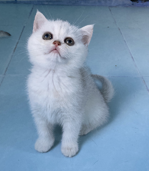 chaton British Shorthair et Longhair De L'Ile D'Oriane