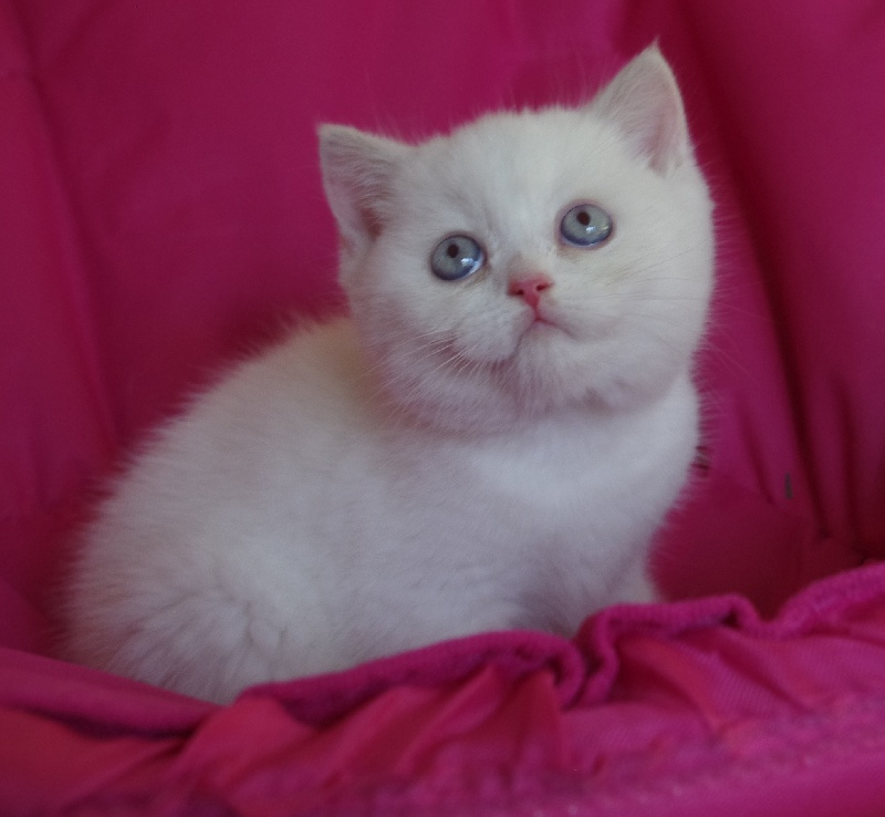 De L'Ile D'Oriane - Chaton disponible  - British Shorthair et Longhair