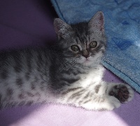 ONLY U Blue Silver spotted Tabby