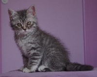 ONLY U Blue Silver spotted Tabby - British Shorthair et Longhair