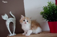 D'Abricoon - Chaton disponible  - Maine Coon