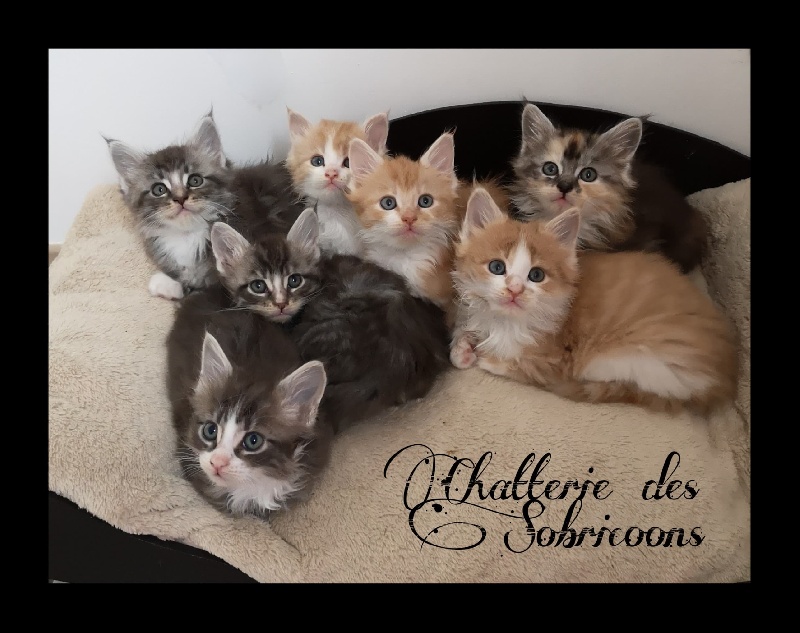 chaton Maine Coon D'Abricoon