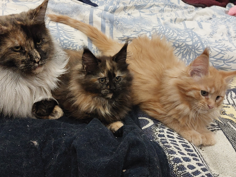 chaton Maine Coon Citsa's