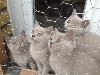 D'Andromède - chatons british shorthair lilas et creme