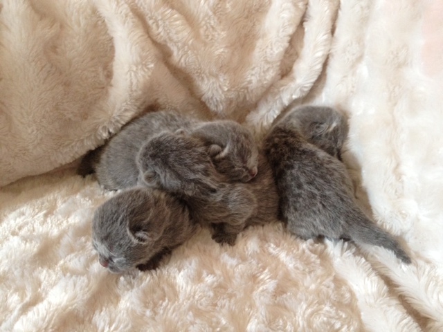 chaton British Shorthair et Longhair D'Andromède