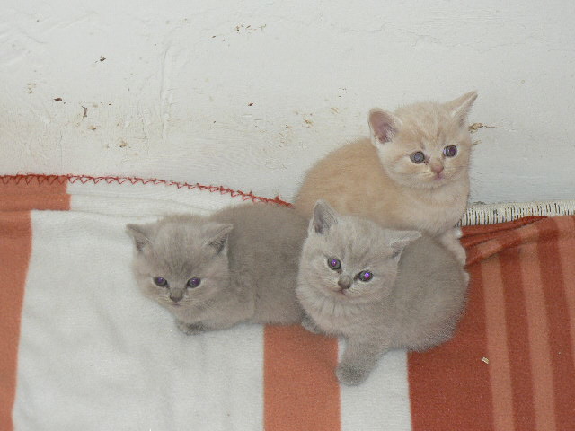 D'Andromède - British Shorthair et Longhair - Portée née le 04/06/2014