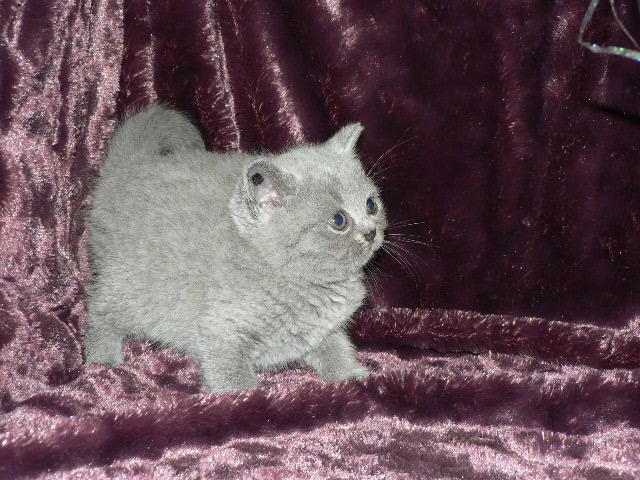 chaton British Shorthair et Longhair D'Andromède