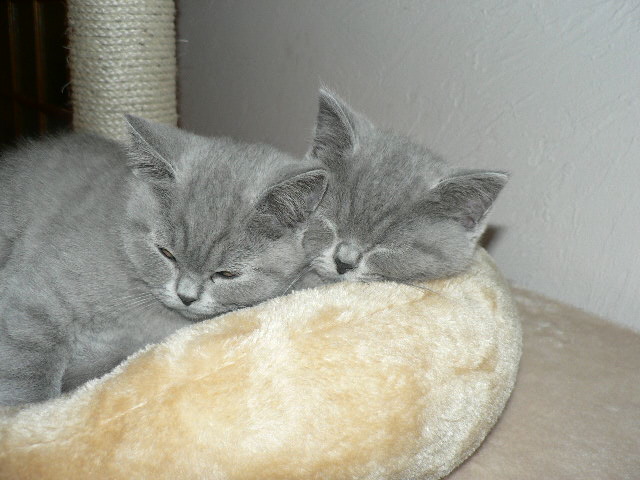 D'Andromède - British Shorthair et Longhair - Portée née le 26/07/2012