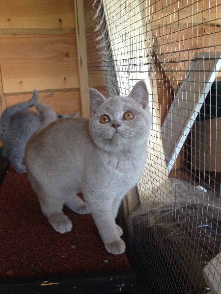 chaton British Shorthair et Longhair D'Andromède