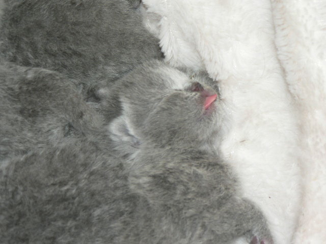 D'Andromède - British Shorthair et Longhair - Portée née le 01/07/2014