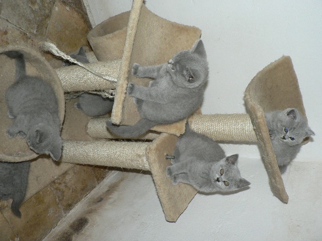 chaton British Shorthair et Longhair D'Andromède