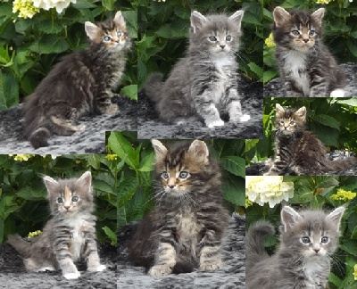 Of White Gold - Chatons 2014