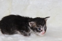 Of White Gold - Chaton disponible  - Maine Coon