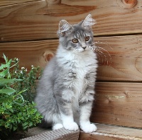 Of White Gold - Chaton disponible  - Maine Coon