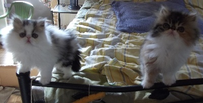 D'elghriss - Deux chatons persans femelles à vendre