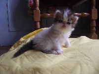 D'elghriss - Chaton disponible  - Persan