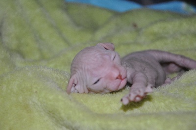 Des Amazones D'azur - Les chatons sont nés le 2 janvier 2014